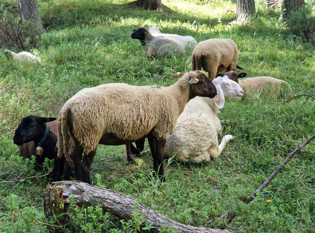 Schafe auf einer Weide